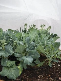 All-Purpose Garden Fabric 12 All-Purpose Garden Fabric -Eco Garden Shop 32646 7940 tif