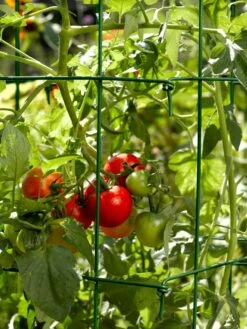 Tomato Cages, Set Of 4 -Eco Garden Shop 34182 588 tif