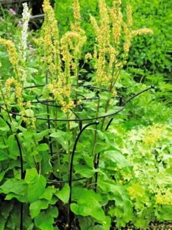 Essex Plant Supports -Eco Garden Shop 37423 200 tif