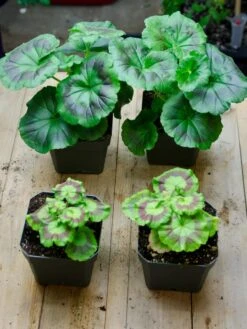 Organic Seed Starting Mix, 6 Quarts -Eco Garden Shop 37808 002E tif