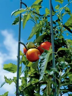 Tomato Ladders, Set Of 3 -Eco Garden Shop 38184 003E tif