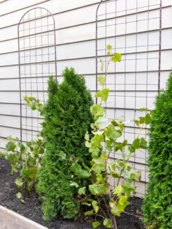 Jardin Flower Trellis 7 Jardin Flower Trellis -Eco Garden Shop 38689 6002 tif