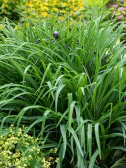 Jardin Bird Cage Support, 26" -Eco Garden Shop 39 521 0073 tif