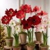 Premium Amaryllis Bulb 2 Premium Amaryllis Bulb -Eco Garden Shop 39 733 2021 04 tif