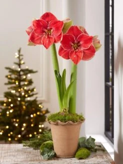 Premium Amaryllis Bulb -Eco Garden Shop 39 733 MagicalTouch 2021 10 tif