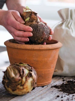 Amaryllis Planting Kit -Eco Garden Shop 39 733 bagged 2020 05000