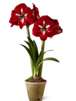 Premium Amaryllis Bulb -Eco Garden Shop 39733 2020 2002 silo tif