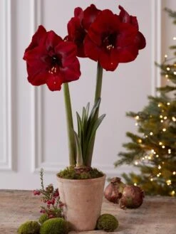 Premium Amaryllis Bulb -Eco Garden Shop 39733 2020 2004 tif