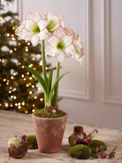 Premium Amaryllis Bulb -Eco Garden Shop 39733 2020 2006 tif