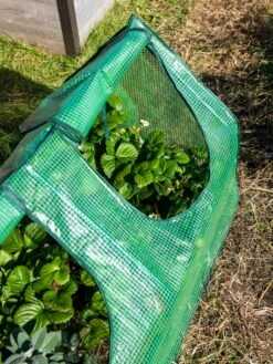 Multi Cloche -Eco Garden Shop 3 4 crop 8613213 0240