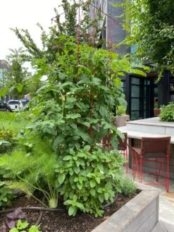 Tomato Towers, Set Of 2 -Eco Garden Shop 8587041 01IN tif