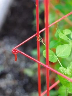 Tall Expandable Pea Trellis -Eco Garden Shop 8587061 010 tif
