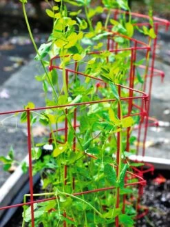 Expandable Pea Trellis -Eco Garden Shop 8587061 100 tif