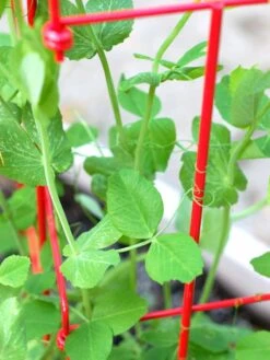 Tall Expandable Pea Trellis -Eco Garden Shop 8587061 101 tif 1