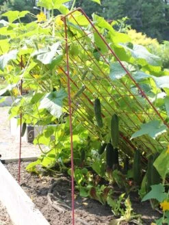 Large Cucumber Trellis -Eco Garden Shop 8587082 103 tif