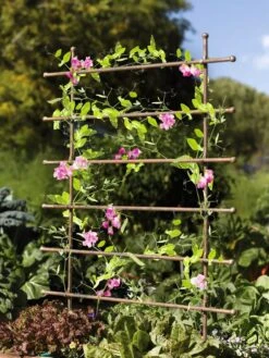 Jardin Ladder Trellis -Eco Garden Shop 8587107 083 tif