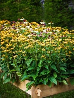 Farmstead Cedar Raised Garden Beds, 2' -Eco Garden Shop 8588144 014V tif