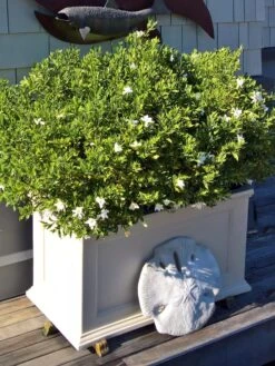 Fairfield Self-Watering Patio Planters, 20” X 36” -Eco Garden Shop 8588417 208V tif