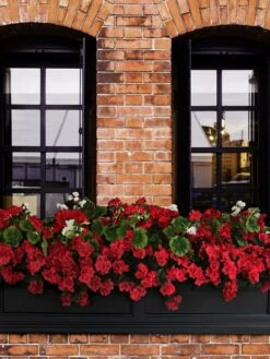 Fairfield Self-Watering Window Box, 5’ -Eco Garden Shop 8588938 102V tif