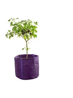 Gardener's Best® Universal Grow Bag -Eco Garden Shop 8590024PR 249 tif