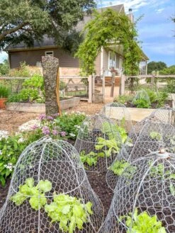 Chicken Wire Cloche -Eco Garden Shop 8590210 01CUST tif