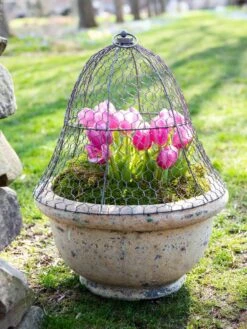 Chicken Wire Cloche -Eco Garden Shop 8590210 021 tif