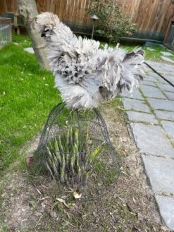 Chicken Wire Cloche -Eco Garden Shop 8590210 02CUST tif