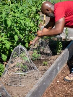 Chicken Wire Cloche With Extension -Eco Garden Shop 8590210 0442 tif