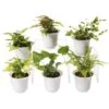 Fern Terrarium Plant Collection, Set Of 6 -Eco Garden Shop 8591771 3591 tif