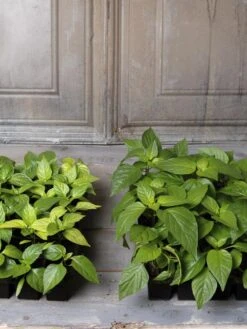 Organic Seed Starting Mix, 6 Quarts -Eco Garden Shop 8592212 002E tif 1