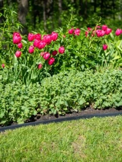 EasyFlex™ No Dig Edging, 50' 8 EasyFlex™ No Dig Edging, 50' -Eco Garden Shop 8592452 0084 tif