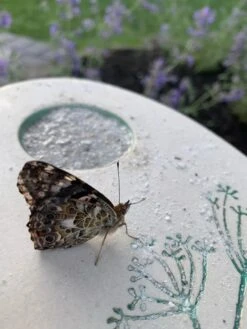 Butterfly Puddling Stone -Eco Garden Shop 8593293 01IN tif