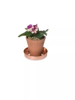 Extra Small Round Copper Plant Tray, 8" -Eco Garden Shop 8593528 2922 tif