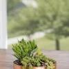 Small Round Copper Plant Tray, 10" -Eco Garden Shop 8593529 4520 tif