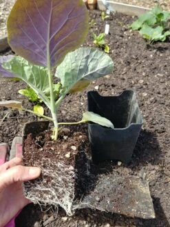 Pop-Out Pots, Set Of 4 -Eco Garden Shop 8593943 1357 tif