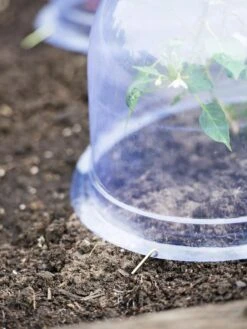 Medium Garden Cloches, Set Of 6 -Eco Garden Shop 8593985 9441 tif