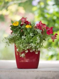 Viva Square Self-Watering Planter, 7" Diameter -Eco Garden Shop 8595223 1111 tif