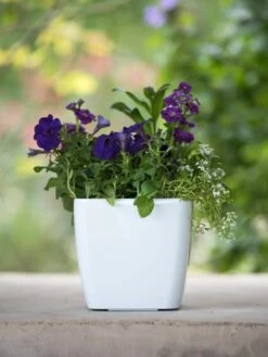 Viva Square Self-Watering Planter, 7" Diameter -Eco Garden Shop 8595223 1118 tif