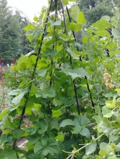 Titan Teepee Trellis -Eco Garden Shop 8595757 01EMP tif