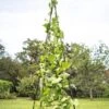 Titan Teepee Trellis -Eco Garden Shop 8595757 1206 titan teepee cucumber peas beans tif