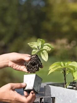 Galvanized Seed Starting Tray -Eco Garden Shop 8595893 4378 tif
