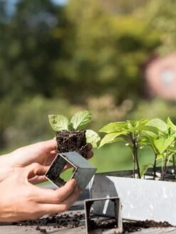 Galvanized Seed Starting Tray -Eco Garden Shop 8595893 4382 tif