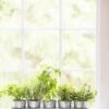 Galvanized Herb Planters With Rectangular Tray -Eco Garden Shop 8595903 5946 tif