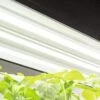 LED SunLite® High Intensity Fixture -Eco Garden Shop 8596021 3125 tif