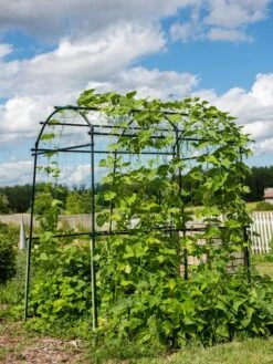Titan Squash Tunnel -Eco Garden Shop 8596276 0133 tif