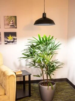 Barnyard Pendant LED Grow Light -Eco Garden Shop 8598025 0256