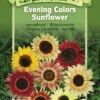 Evening Colors Sunflower Organic Seeds -Eco Garden Shop 8598225 01V tif