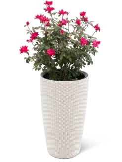 Weave Self-Watering Round Tall Planter, 12-1/2" 5 Weave Self-Watering Round Tall Planter, 12-1/2" -Eco Garden Shop 8598371 3002 tif