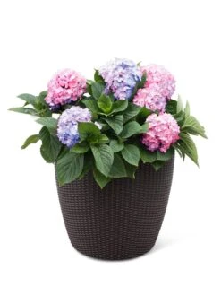 Weave Self-Watering Round Planter, 17" White -Eco Garden Shop 8598372 3001 tif