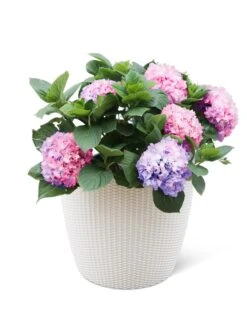 Weave Self-Watering Round Planter, 17" White -Eco Garden Shop 8598372 3002 tif